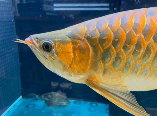 Buy VIP Super Red Arowana