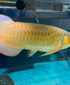 Buy VIP Super Red Arowana