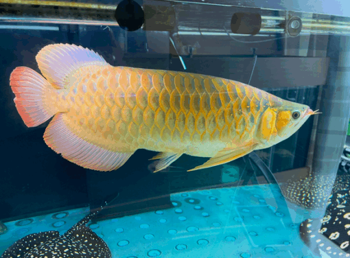 Buy VIP Super Red Arowana