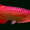 Buy Super Fire Red Arowana