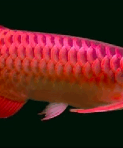 Buy Super Fire Red Arowana