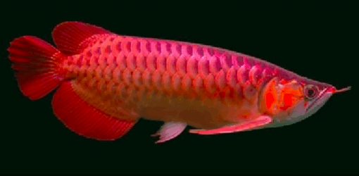 Buy Super Fire Red Arowana