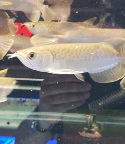 Green Asian Arowana for sale 