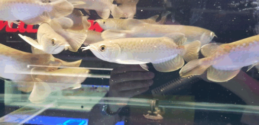 Green Asian Arowana for sale 
