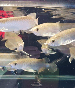 Green Asian Arowana for sale 