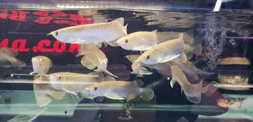 Green Asian Arowana for sale 