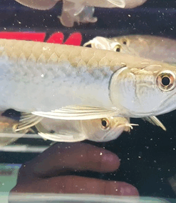 Green Asian Arowana for sale 