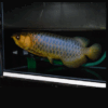 Malaysian Golden Arowana for sale