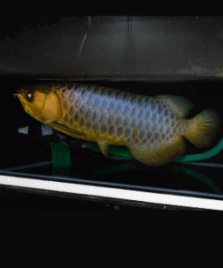 Malaysian Golden Arowana for sale