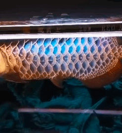Malaysian Golden Arowana for sale