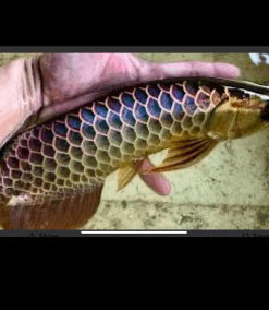 Malaysian Golden Arowana for sale