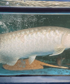 Batik Arowana for sale 