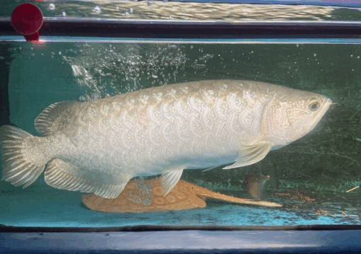 Batik Arowana for sale 