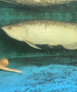 Batik Arowana for sale 