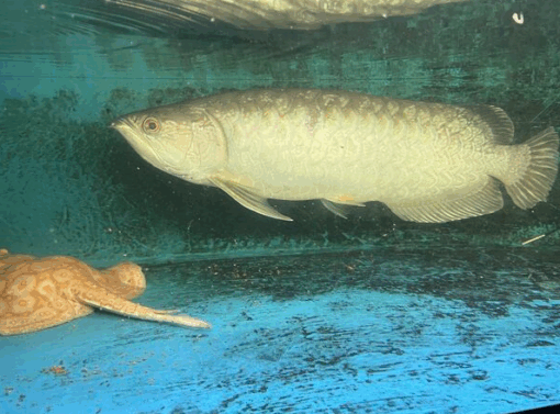 Batik Arowana for sale 