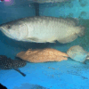 Batik Arowana for sale 