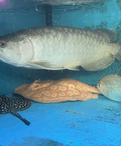 Batik Arowana for sale 