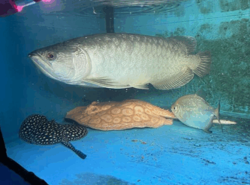 Batik Arowana for sale 