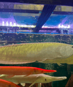 Silver Arowana for sale
