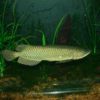 Buy Southern Saratoga Arowana