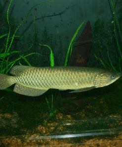 Buy Southern Saratoga Arowana