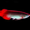 Chilli Red Arowana for sale 