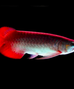 Chilli Red Arowana for sale 