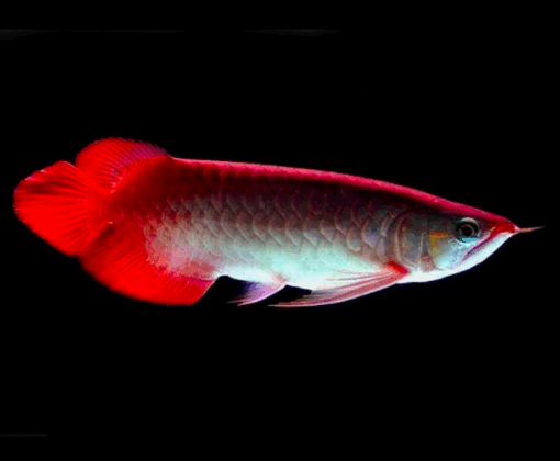 Chilli Red Arowana for sale 