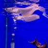 Buy Silver Arowana online