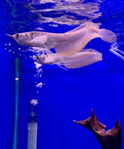 Buy Silver Arowana online