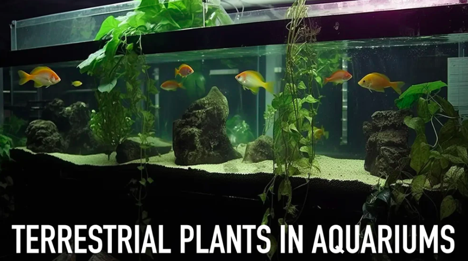 Arowana for sale in usa