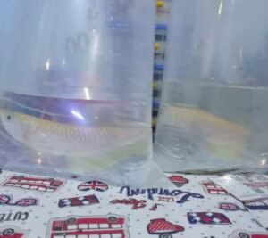 Buy Arowana fish in USA