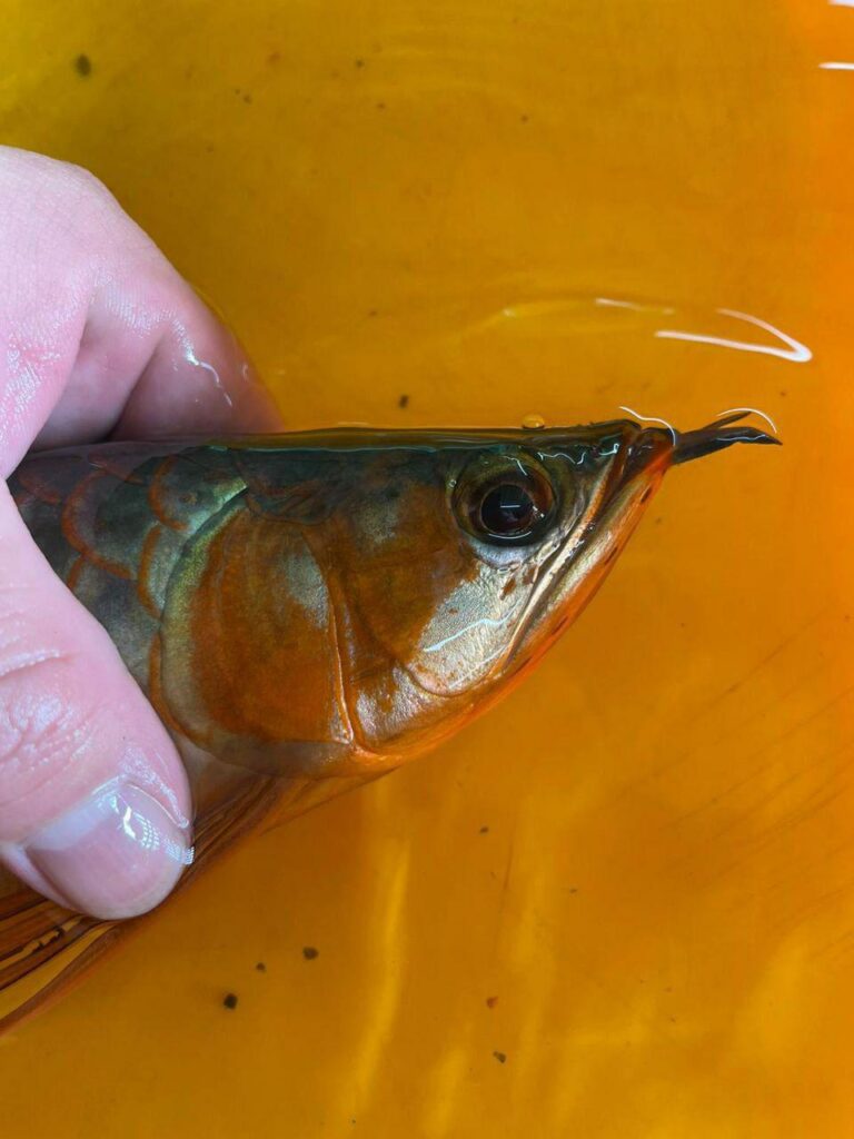 Buy Arowana online