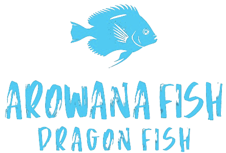 Buy Arowana fish online